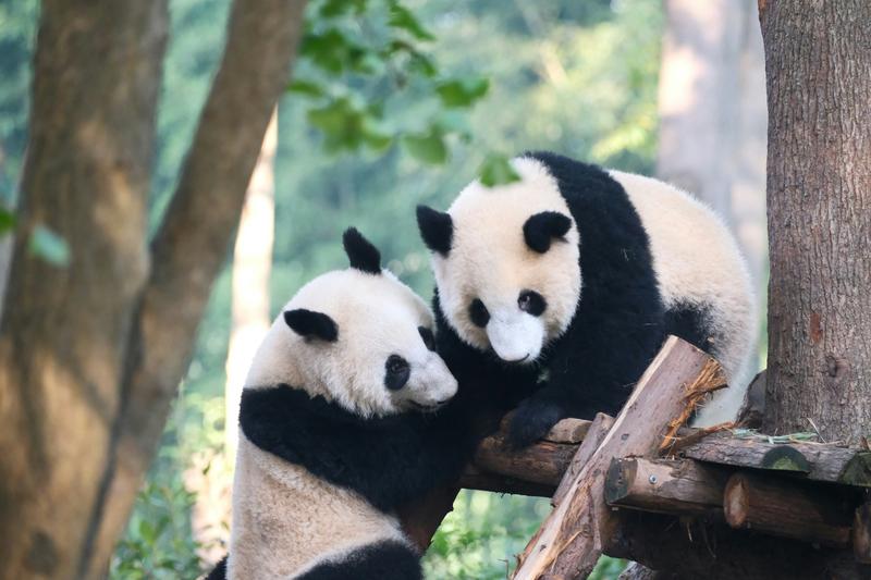 Chengdu private English guide panda base and hot pot food tour